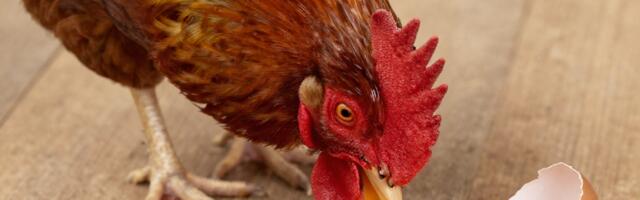 Äripäev: Atso Matsalu müüb osaluse kahjumlikuks muutunud äris