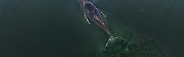 VIDEO | Rõõmusõnum! Pikalt Läänemeres lõksus olnud vaal pääses iseseisvalt liikuma