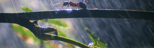 KOLUMN ⟩ Malle Pärn: inimestest ja putukatest