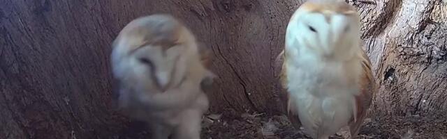 Peidetud kaamera paljastab öökullide salaelu