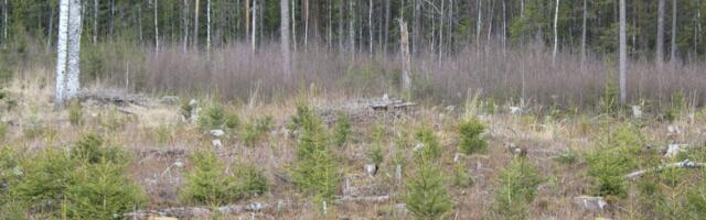 Eesti Erametsaliit sai Euroopa Komisjonilt suunise Eesti metsad taasmetsastada