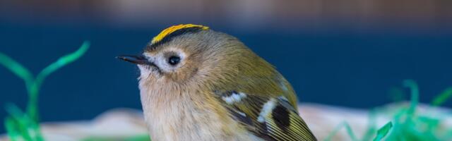 Eestis pesitsevate põllu- ja metsalindude arv aina väheneb