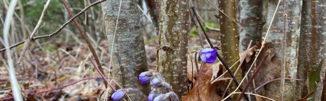 Ilm 28. märts – 31. märts