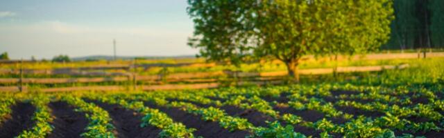 Põldtunnustamise taotlusi saab esitada maikuu lõpuni