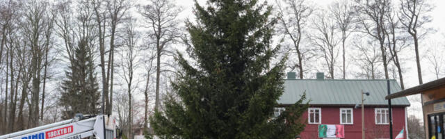 OTSITAKSE KUUSKE | Kärdla Keskväljakule otsitakse jõulukuuske