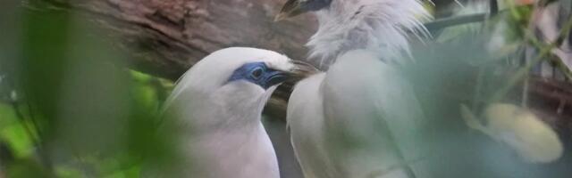 KAGU-AASIA VIHMAMETSAS SÜNDIS VÄIKE IME: KOLM VALGE-KULDNOKA TIBU