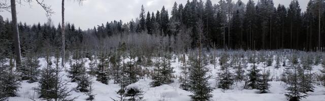 Mari Kartau: kohtuotsused lõpetavad metsamajandamise