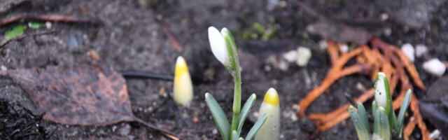 ORNITOLOOGIAÜHING KUTSUB MÄRKAMA JA KIRJA PANEMA OMA KODUAIA ELURIKKUST