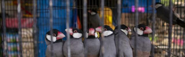 Tartu Ülikooli teadlased hoiatavad: võõrliigid võivad hävitada looduse unikaalsuse