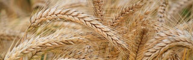 Eesti põllumajanduse aastanäituse korraldaja: “Mess peegeldab tänast põllumeest, kes peab korraga üheksat ametit”