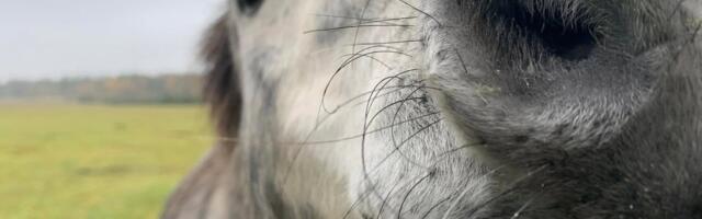 Suureoja talus tunneb külastaja end koduselt nagu maal vanaema juures