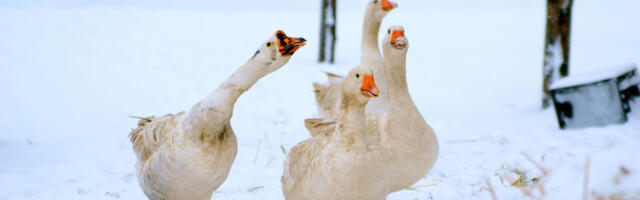 Esmaspäevast kodulinde Eestis enam õue lubada ei tohi