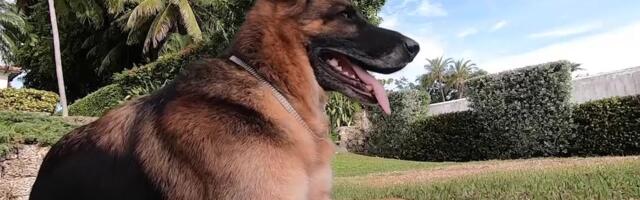 Reporter: Maailma rikkaim koer müüb Madonnalt ostetud villat!