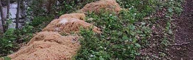 FOTOD ⟩ Metsa alt leiti mitusada kilogrammi keedetud makarone