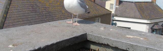 Aeg tegutseda: linnu ja majaomaniku tüli tasub juba kevadel ennetada