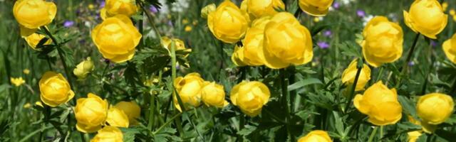 Keelesäuts. Kullerkuppu otsides Keelesäuts. Kullerkuppu otsides