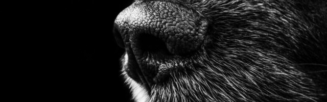 Uuring: väljaõpetatud koer tuvastab koroonahaige lõhna põhjal hetkega!