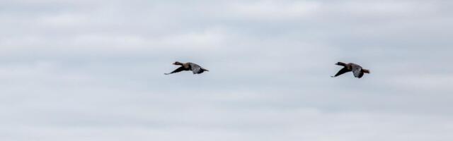 Piiritus ning protokoll