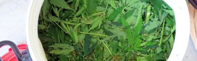 FOTOD | Politsei avastas Põlvamaa metsatukast kanepikasvatuse