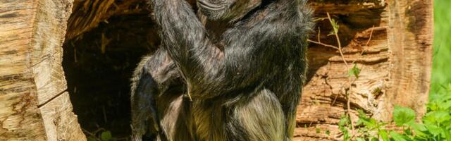 Emašimpansid näitavad just sellega oma laste vastu suurimat inimlikkust