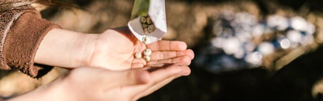 Meelespea aednikule: kuidas tunda ära kvaliteetne köögiviljaseeme?