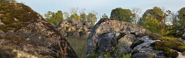 HIITE KUVAVÕISTLUS | Joshua Kaarel Martini foto Põlise leppe kividest tõi Hiiumaale tunnustuse