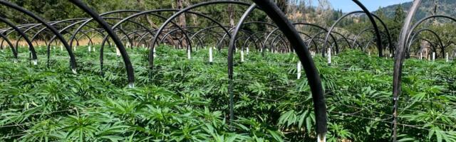 Kanepiaktsiatele prognoositakse uut tõusu