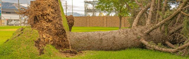 Päästjad eemaldasid teedele kukkunud puid