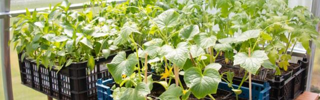 PANE TÄHELE | Need aiatööd tasub teha ära veel enne juuni lõppu