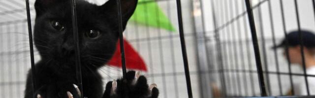 SÕJARAPORT | Jaanika Merilo_ venemaalased arvavad, et „situatsioon Ukrainas“ võib laieneda relvakonfliktiks NATO-ga. Ja tahavad rahu