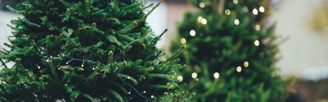 Kuressaare Lionsid müüvad taas jõulukuuski