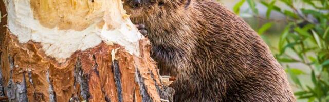 UURING: 13% eestlastest ei pea õigeks, et RMK kasutab kopraid raierelvadena