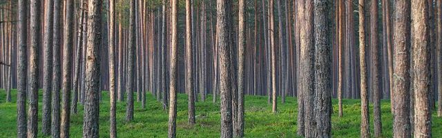 Tunnustatud Briti teadusajakiri: Eestis on metsaraie viimastel aastatel hüppeliselt kasvanud