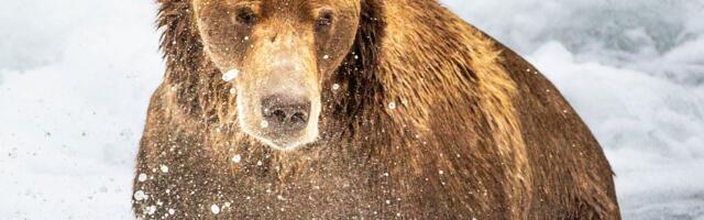 Taliuinak läbi? Karu uudistab Põltsamaal juba ringi