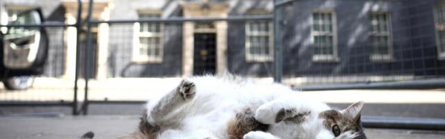 Hiirteülem kass Larry elab peaministrid üle