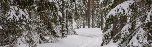 Kogu­kon­na sei­su­koht Keh­ra ter­vi­se­ra­du ümb­rit­se­va met­sa ma­jan­da­misp­laa­ni koh­ta järg­ne­vaks 10 aas­taks
