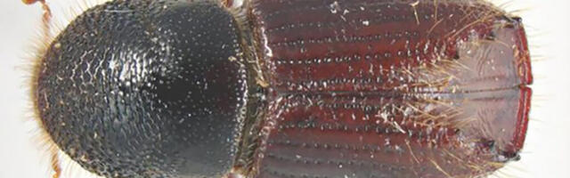 PARAS AEG KOOREÜRASKI TÕRJEGA ALUSTAMISEKS