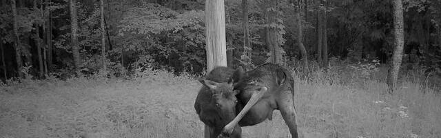 Piltuudis: põdrapullihakatis tõrjub putukaid