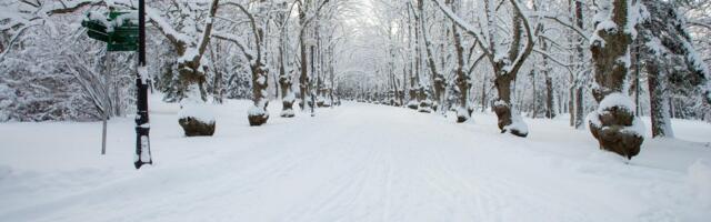 Toila oru pargis aitab roheenergia teaduslikku pühademeeleolu luua