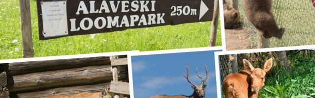LOODUSEGA KÄSIKÄES: otsi suveelamusi kohalikest loomaparkidest