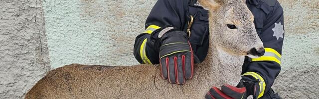 Lõuna-Eesti päästjad said väljakutsed Jõgevamaalt, Tartust ja Võrust