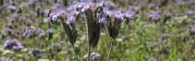 Mee-DNA uuring paljastab Eesti meetaimed ja mesilase haigustekitajad