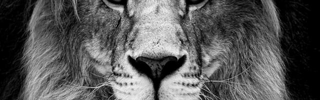 Millise looma aastal sündinud Lõvi oled sina?