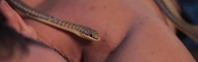 Reporter: Ainult julgetele! Ussimassaaž lõõgastab keha ja vaimu