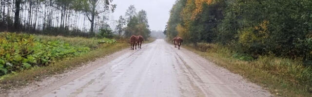 Kehtna maadleb jätkuvalt hooletu loomapidajaga