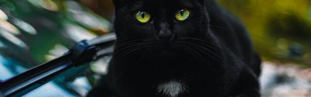 Lõppenud musta kassi kuu aitas Varjupaikade MTÜ-st koju 64 musta ja mustvalget nurrumootorit!