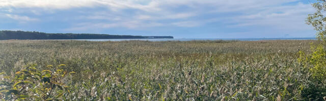 TALLINN ALUSTAB PALJASSAARE JA MUSTJÕE RANNANIITUDE TAASTAMISTÖÖDEGA  
