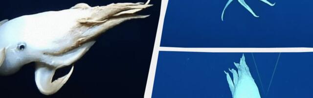 VIDEO | Vaikses ookeanis tabati videole haruldane kaheksajalg Dumbo