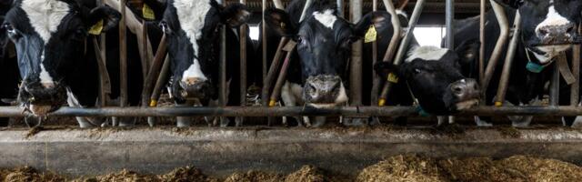 Tõuaretuses on muutused näha alles aastate möödudes