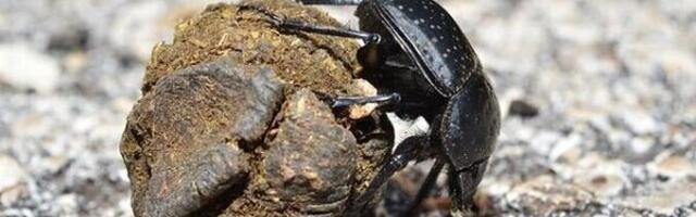 Keeleminutid. Üks õnnetooja mardikas